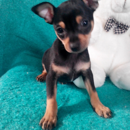 Image pour l'annonce Chiot type pinscher nain croisés chihuahua