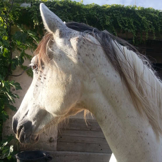 Image pour l'annonce Donne cheval