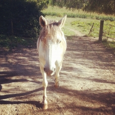 Image pour l'annonce Donne cheval