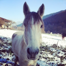 Image pour l'annonce Donne cheval