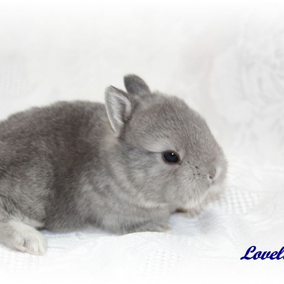 Image pour l'annonce Lapin nain