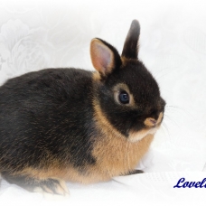 Image pour l'annonce Lapin nain