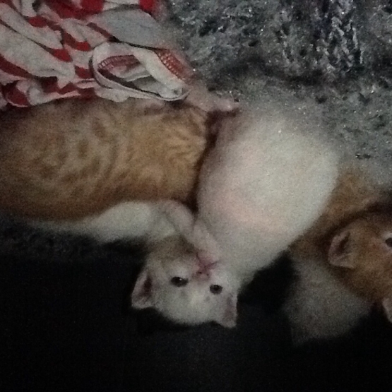 Image pour l'annonce Donne chaton