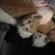 Image pour l'annonce Donne chaton