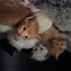 Image pour l'annonce Donne chaton