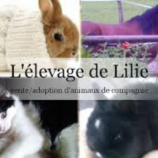 Image pour l'annonce Garde animaux