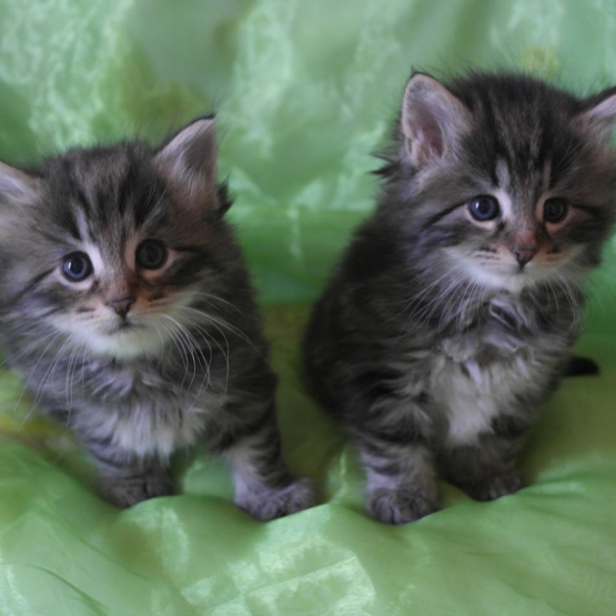 Image pour l'annonce 2 Chatons Norvégiens à réserver