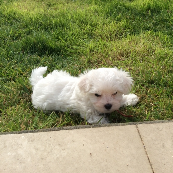 Image pour l'annonce VEND CHIOT "BICHON MALTAIS"