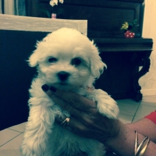 Image pour l'annonce VEND CHIOT "BICHON MALTAIS"