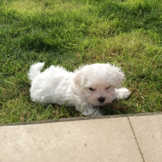 Image pour l'annonce VEND CHIOT "BICHON MALTAIS"