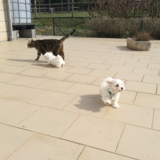 Image pour l'annonce VEND CHIOT "BICHON MALTAIS"