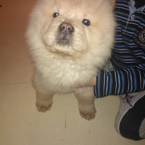 Image pour l'annonce vends chow chow