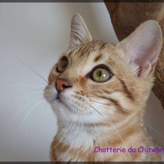 Image pour l'annonce Chaton Bengal F6, LOOF, caractère formidable!