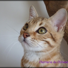 Image pour l'annonce Chaton Bengal F6, LOOF, caractère formidable!