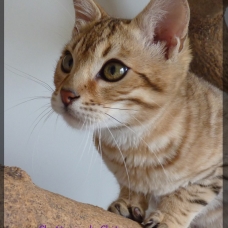 Image pour l'annonce Chaton Bengal F6, LOOF, caractère formidable!