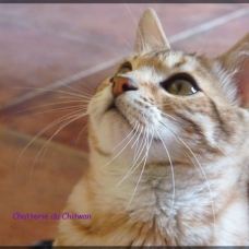 Image pour l'annonce Chaton Bengal F6, LOOF, caractère formidable!