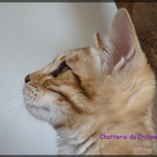 Image pour l'annonce Chaton Bengal F6, LOOF, caractère formidable!