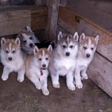 Image pour l'annonce A Réserver Chiots types Husky Sibérien