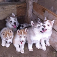 Image pour l'annonce A Réserver Chiots types Husky Sibérien