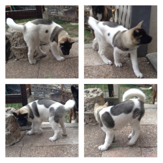 Image pour l'annonce chiot akita americain lof