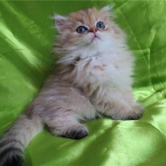 Image pour l'annonce Chatons persan golden shaded et shell