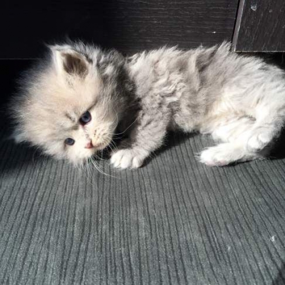 Image pour l'annonce Magnifiques chatons persan