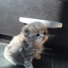 Image pour l'annonce Magnifiques chatons persan