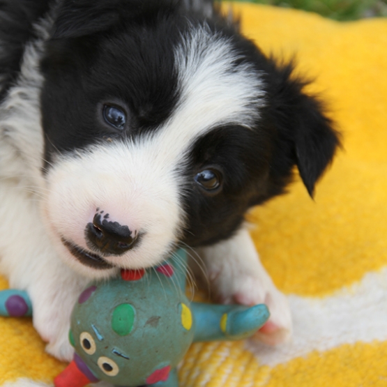Image pour l'annonce Chiots border collie au LOF