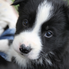 Image pour l'annonce Chiots border collie au LOF