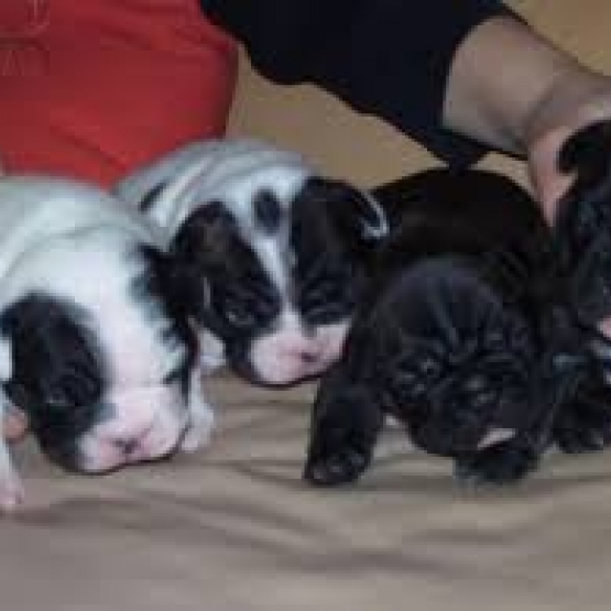 Image pour l'annonce a vendre chiots bouledogue français non lof