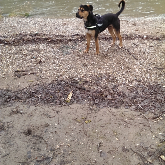Image pour l'annonce Donne Jeune chien Rott