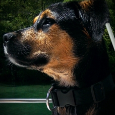 Image pour l'annonce Donne Jeune chien Rott