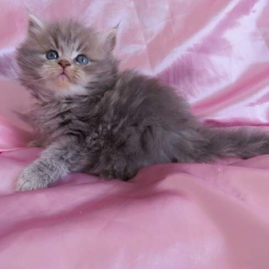 Image pour l'annonce Chaton persan