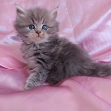 Image pour l'annonce Chaton persan