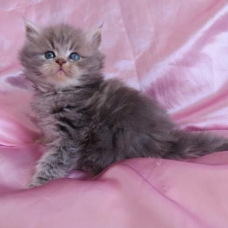 Image pour l'annonce Chaton persan