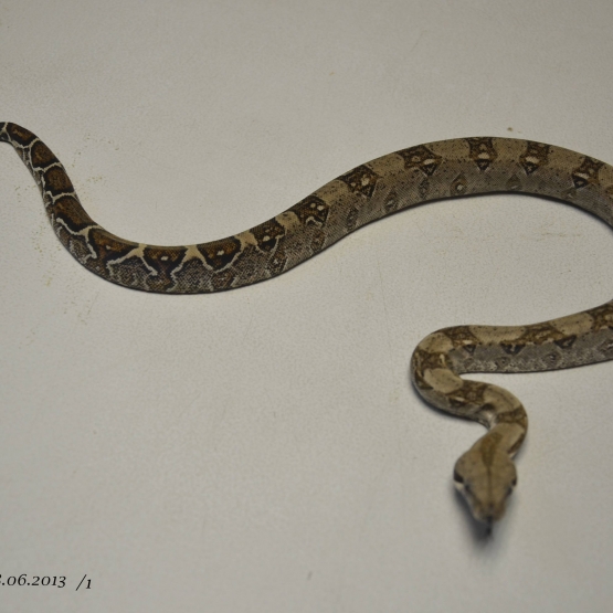 Image pour l'annonce Superbes bébés Boa constrictor Impérator