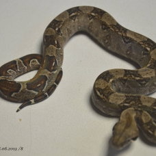 Image pour l'annonce Superbes bébés Boa constrictor Impérator