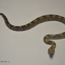 Image pour l'annonce Superbes bébés Boa constrictor Impérator