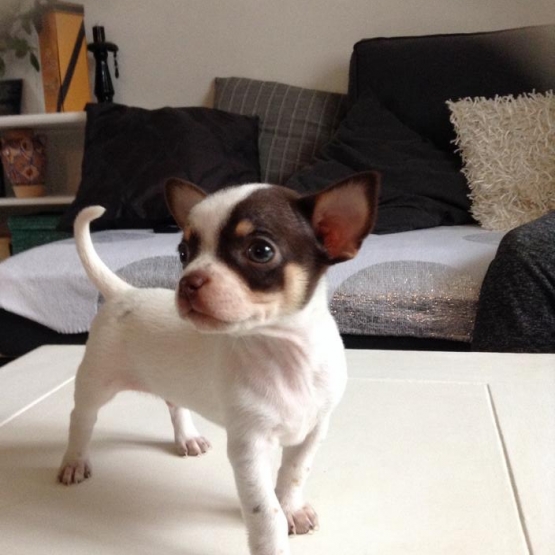 Image pour l'annonce Chiot chihuahua