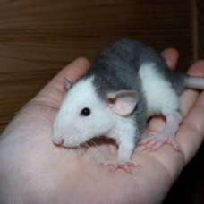 Image pour l'annonce Bébés et jeunes rats - rattes - ratons à adopter