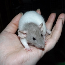 Image pour l'annonce Bébés et jeunes rats - rattes - ratons à adopter