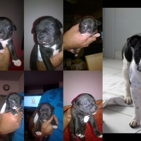 Image pour l'annonce Staffordshire bull terrier(dit Staffie)