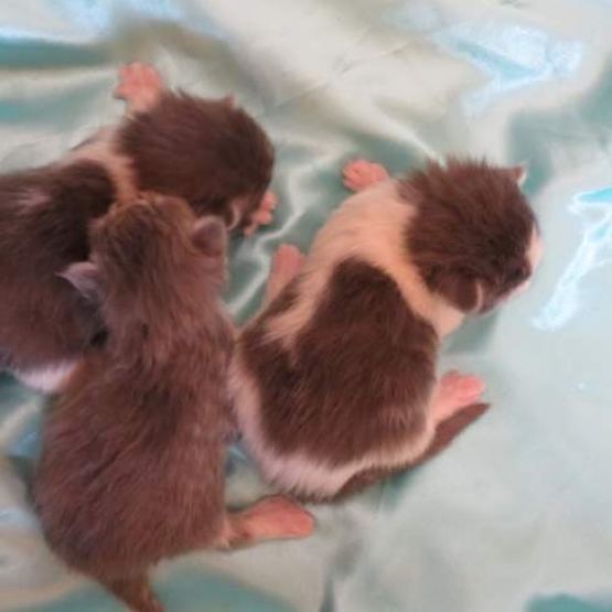 Image pour l'annonce Chatons Maine Coon brown et blue Blotched tabby Loof