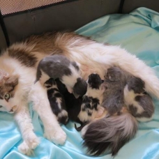 Image pour l'annonce Chatons Maine Coon brown et blue Blotched tabby Loof