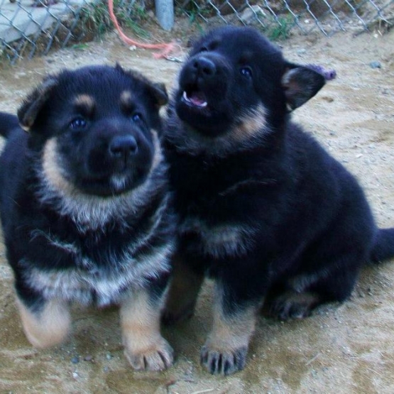 Image pour l'annonce Disponible chiots Berger Allemand lof