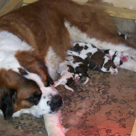 Image pour l'annonce Chiots type SAINT BERNARD