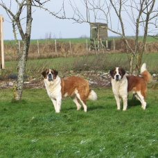 Image pour l'annonce Chiots type SAINT BERNARD