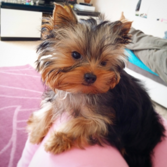 Image pour l'annonce vends yorkshire terrier extra mini