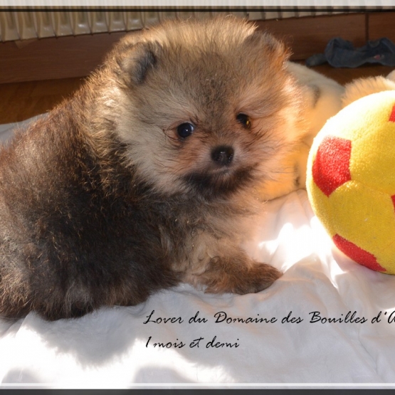 Image pour l'annonce Spitz nain Pomeranian LOF