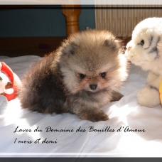 Image pour l'annonce Spitz nain Pomeranian LOF